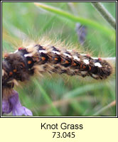 Knot Grass, Acronicta rumicis (caterpillar)