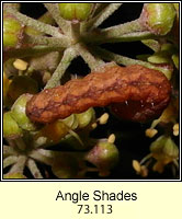 Angle Shades, Phlogophora meticulosa (larva)