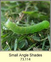 Small Angle Shades, Euplexia lucipara (caterpillar)