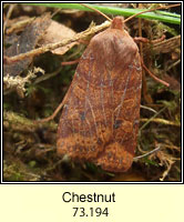 The Chestnut, Conistra vaccinii