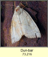 Dun-bar, Cosmia trapezina