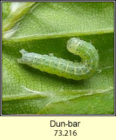 Dun-bar, Cosmia trapezina