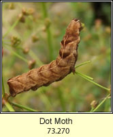 Dot Moth, Melanchra persicariae (caterpillar)