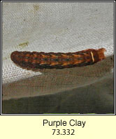 Purple Clay, Diarsia brunnea (caterpillar)
