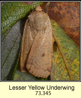 Lesser Yellow Underwing, Noctua comes