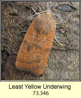 Least Yellow Underwing, Noctua interjecta