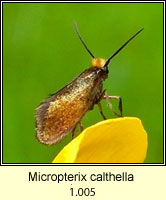 Micropterix calthella