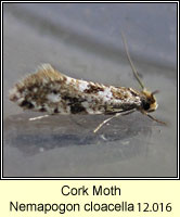 Cork Moth, Nemapogon cloacella