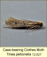 Case-bearing Clothes Moth, Tinea pellionella