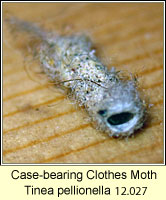 Case-bearing Clothes Moth, Tinea pellionella