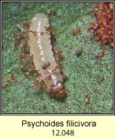 Psychoides filicivora