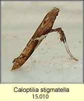 Caloptilia stigmatella
