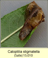 Caloptilia stigmatella (leaf mine)