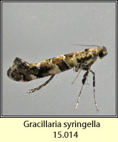 Gracillaria syringella