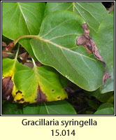 Gracillaria syringella (leaf mine)