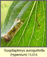 Euspilapteryx auroguttella