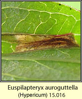 Euspilapteryx auroguttella