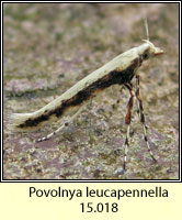 Povolnya leucapennella (Caloptilia leucapennella)
