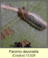 Parornix devoniella (leaf mine)