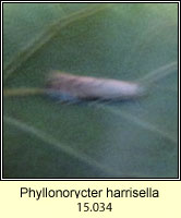 Phyllonorycter harrisella