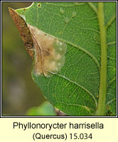 Phyllonorycter harrisella