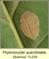 Phyllonorycter quercifoliella (leaf mine)