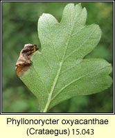 Phyllonorycter oxyacanthae