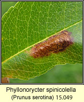 Phyllonorycter spinicolella