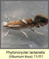 Phyllonorycter lantanella