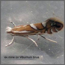 Phyllonorycter lantanella