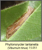 Phyllonorycter lantanella