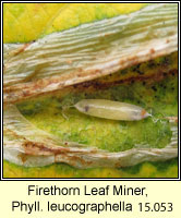 Phyllonorycter leucographella, Firethorn Leaf Miner