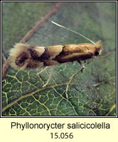 Phyllonorycter salicicolella