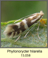 Phyllonorycter hilarella