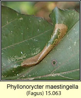 Phyllonorycter maestingella (leaf mine)
