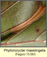 Phyllonorycter maestingella (leaf mine)