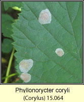 Phyllonorycter coryli (leaf mine)