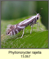 Phyllonorycter rajella