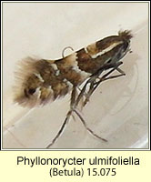 Phyllonorycter ulmifoliella