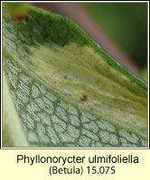 Phyllonorycter ulmifoliella