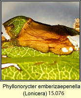 Phyllonorycter emberizaepenella  (leaf mine)