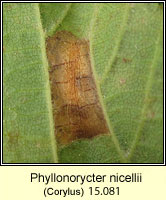 Phyllonorycter nicellii (leaf mine)