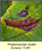 Phyllonorycter nicellii (leaf mine)