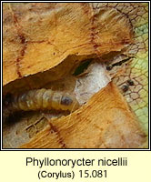 Phyllonorycter nicellii (leaf mine)