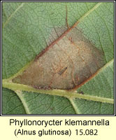 Phyllonorycter klemannella (leaf mine)