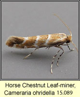 Horse Chestnut Leaf-miner, Cameraria ohridella