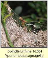 Spindle Ermine, Yponomeuta cagnagella, web