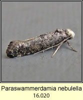 Paraswammerdamia nebulella 