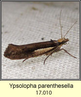 Ypsolopha parenthesella