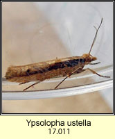 Ypsolopha ustella
